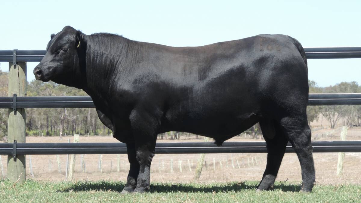 This bull, Mordallup Nabajup U165, sold for the sales $17,000 second top price to the Mouritz family, VR & ET Mouritz, Hyden.