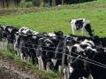 Prices for export dairy heifers have crashed. File picture
